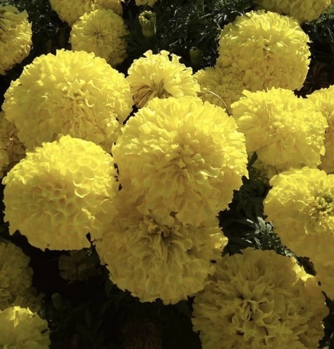 Marigold lemon african - marigold,