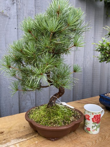 Japanese white pine bonsai - white,