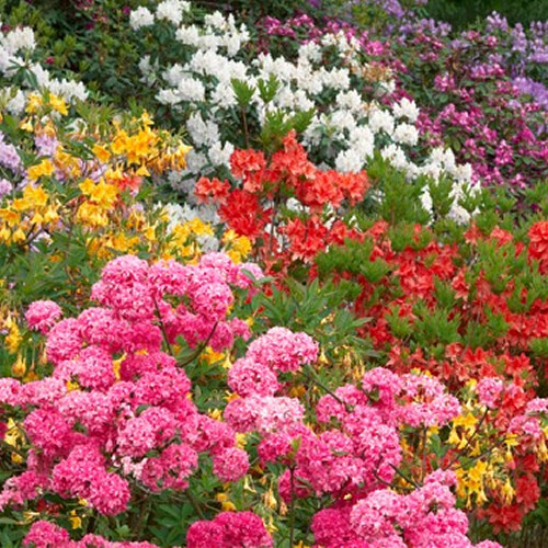 Mixed rhododendrons bushy - mixed,
