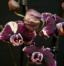 Rare Phalaenopsis 'Black