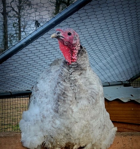 Grizzled painted turkey - grizzled,