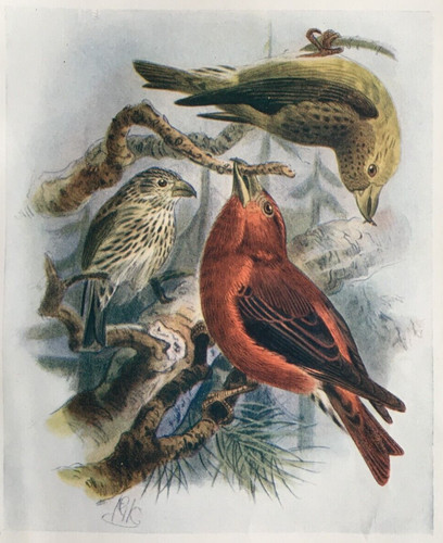 Crossbill birds britain - birds, of