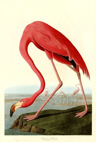 1838 pink flamingo john - 1838,