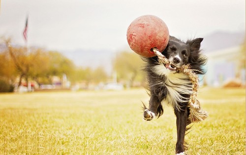 Jolly pets romp roll - jolly,