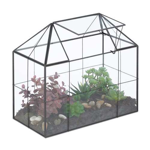Plant terrarium large - plant,