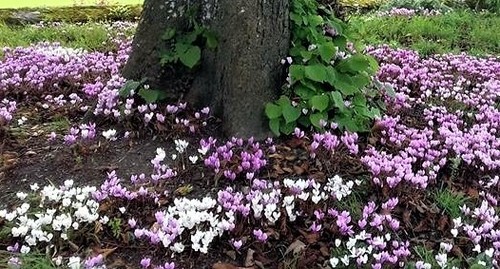 Hardy cyclamen hederifolium - cyclamen,