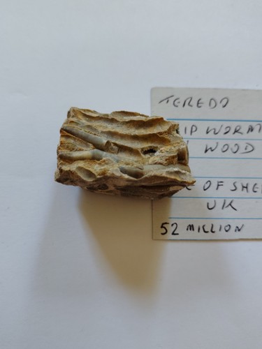 Fossil teredo worm wood - worm, in