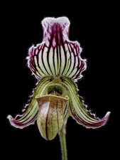 Paphiopedilum fairrieanum