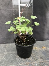 Pelargonium fragrans