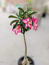 10 Desert Rose seeds Adenium Obesum Giant Japanese Hybrid House Flower Plant  UK