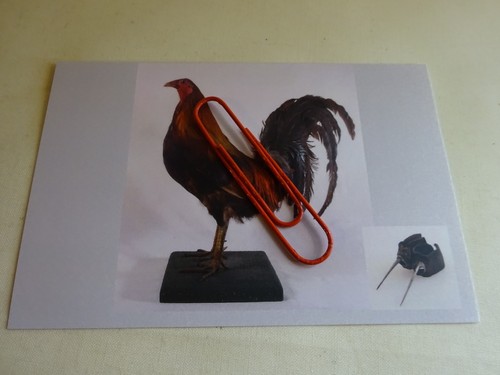 Mounted taxidermy fighting - mounted,