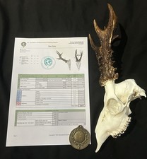 Big BRONZE MEDAL Roe Deer Buck