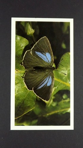 Grandee cigar card - 1,