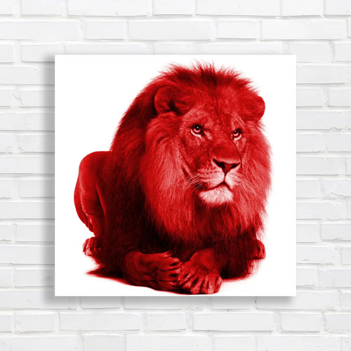 Portrait laying lion - portrait, of