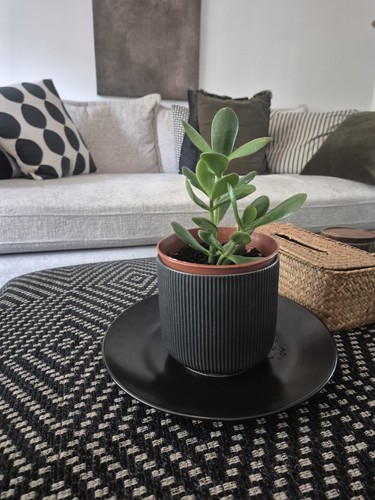 Potted money jade - potted, money/jade/crassula