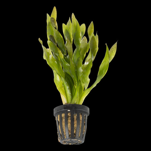 Potted plants twisted - 5x,