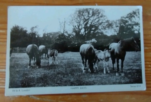 Real photo horse - horse, postcard