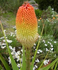 KNIPHOFIA NORTHIA IMPRESSIVE