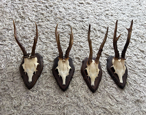 Lot deer skull - lot, of