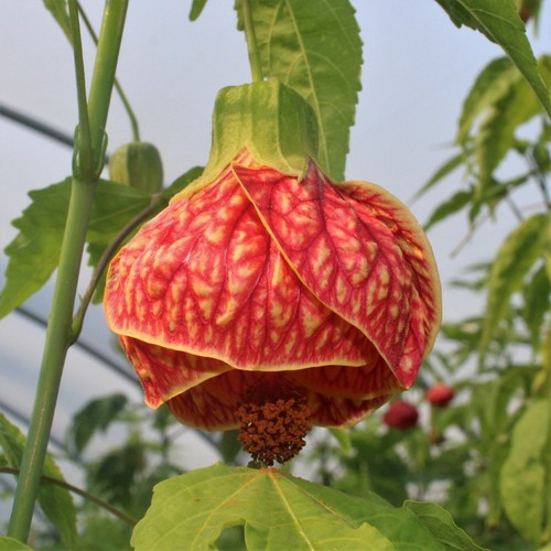 Abutilon red tiger - tiger, 2nd