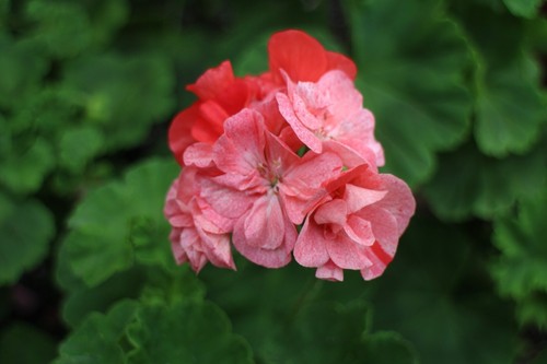 Pelargonium great bricett - pelargonium,