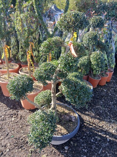 Ilex topairy bonsai 70l potted - ilex,