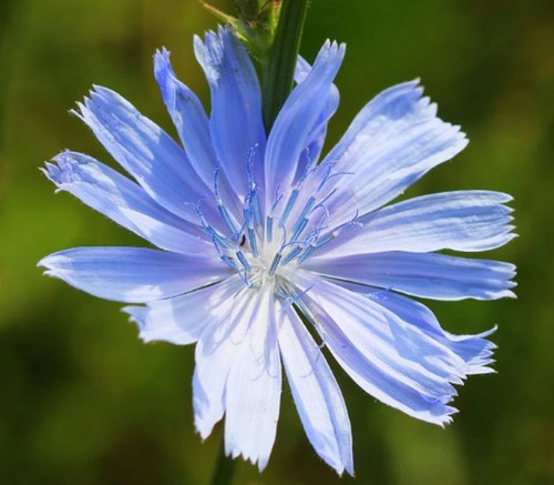 Chicory cichorium intybus - cichorium,
