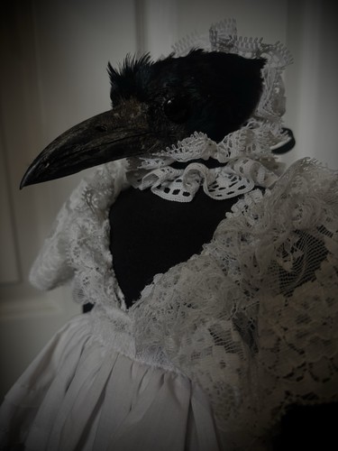 Rook crow - rook, (corvus