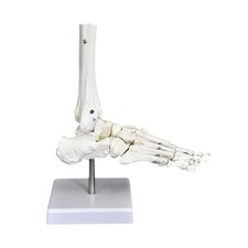 Human Joint Model Teaching