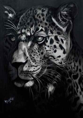 Tiger print limited edition - tiger,