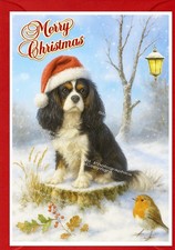 Cavalier King Charles Spaniel