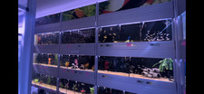Aquarium Racking Systems by