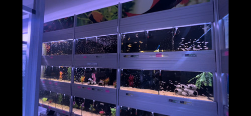 Aquarium racking systems - aquarium, by