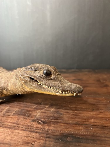 Vintage taxidermy caiman - vintage,