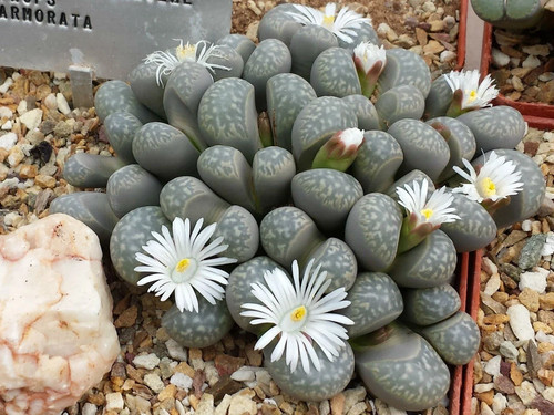 Marbled lithops seeds - marbled,