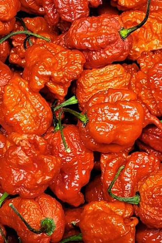 Dragons breath pepper seeds - dragons,