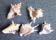 5 PRETTY SPIDER CRAB SHELLS. LARGEST 6"