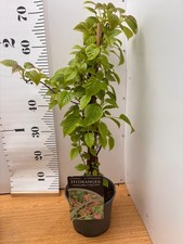Climbing Hydrangea anomala
