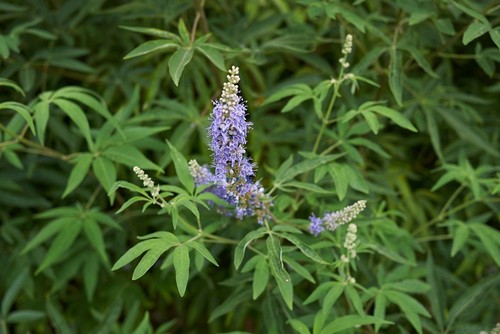 Vitex chaste tree - vitex, live