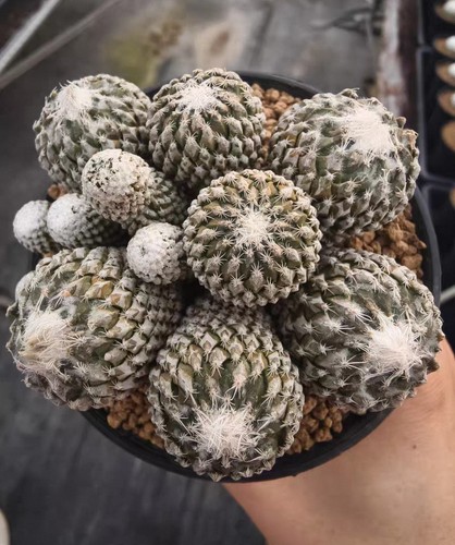 5cm rare live - 8.5cm,
