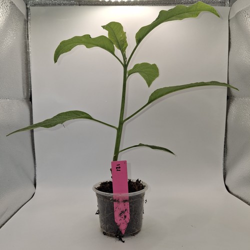 Pink brugmansia rooted patio - brugmansia,
