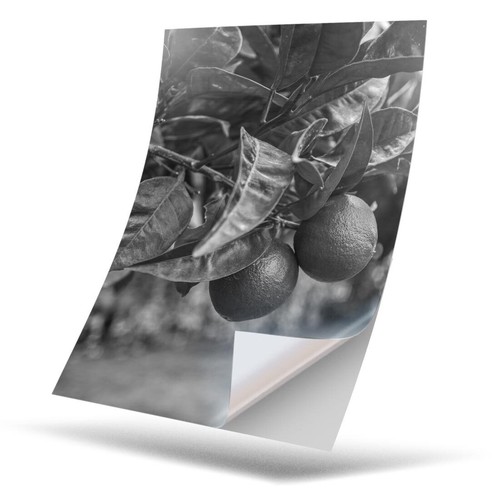 Vinyl sticker bw - x,