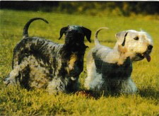 SEALYHAM TERRIER DOG  BIRTHDAY  GREETING CARD
