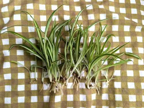 Spider plant - spider,