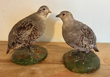 Pair Of Taxidermy Grey