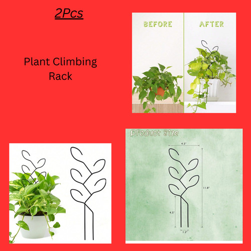 Plant climbing rack outdoor - plant,