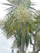 CORDYLINE AUSTRALIS- NEW