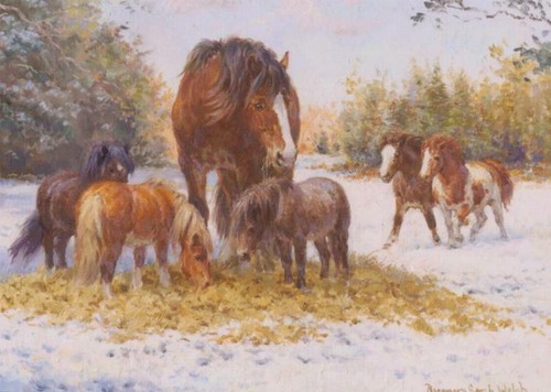Shire horse farming suffolk - ,
