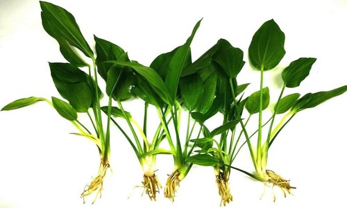 Amazon sword echinodorus - sword,