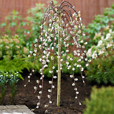 Salix Caprea Pendula 'Kilmarnock' Tree | Weeping Willow Trees for Small Gardens